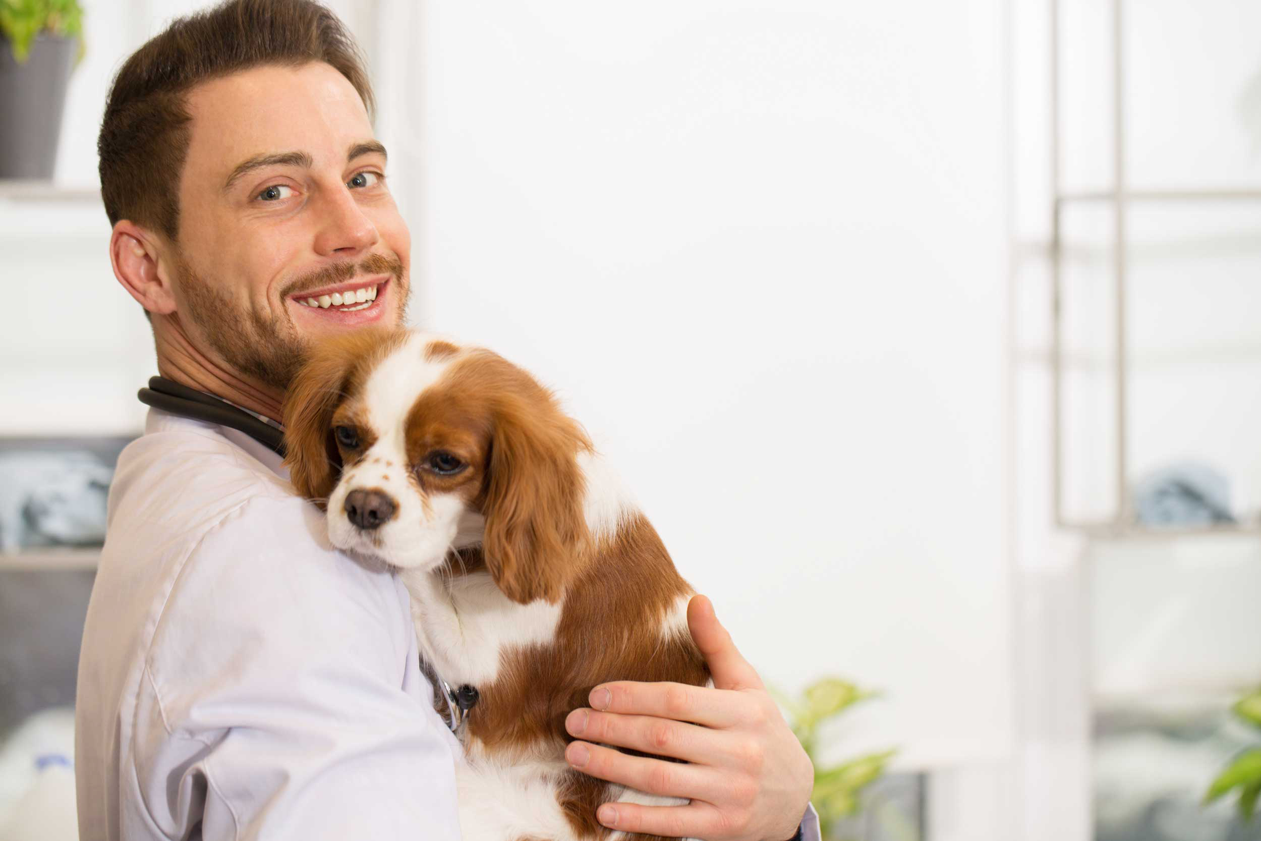 MaggieWeb Voor dierenarts en apotheker.